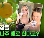 [스브스뉴스] 나주 배가 최고예요 숙취 해소로 나주 배 과즙 마신다는 호주 근황