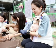 아시아나항공 임직원, 유기견 입양센터서 봉사활동