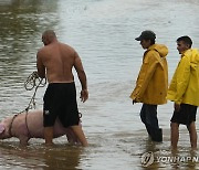 돼지 데리고 침수 도로 건너는 쿠바 남성