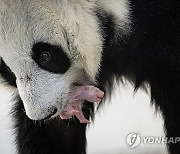 RUSSIA PANDA CUB