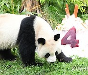 GERMANY-BERLIN-GIANT PANDA TWINS-FOURTH BIRTHDAY