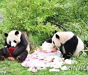 GERMANY-BERLIN-GIANT PANDA TWINS-FOURTH BIRTHDAY