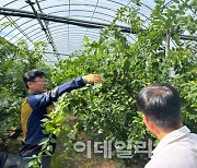 올 추석엔 햇밤·햇대추 등 임산물 공급 '이상무'