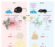 뇌 속 별세포 조절해 지방 태운다···다이어트 고민 해결?