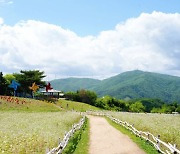 휘닉스 평창, 단지 내 메밀꽃 감상 마운틴뷰캉스 상품 출시