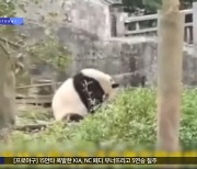 [와글와글] "저런 곳엔 푸바오 절대 못 보내요"