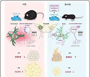 식사량 관계 없이 뇌 속 별세포 조절로 '다이어트' 가능해진다