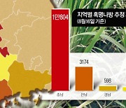 볏잎 갉아먹는 ‘혹명나방’ 기승…올해 벼 생산량 영향 우려