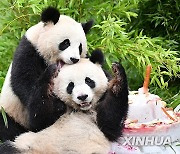 GERMANY-BERLIN-GIANT PANDA TWINS-FOURTH BIRTHDAY