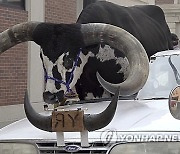 ODD-Bull in Car Nebraska