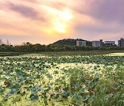 진천 신척저수지 물고기 떼죽음 원인 조사