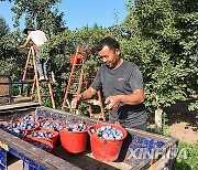 CHINA-XINJIANG-KASHGAR-PAYZAWAT-PLUM INDUSTRY (CN)