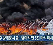 공주 양계장서 불…병아리 만 5천 마리 폐사