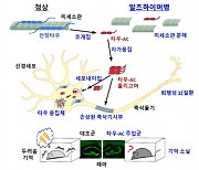 ‘타우 단백질’ 치매 발병 기전 알아냈다… 치료제 개발 가능성 제시