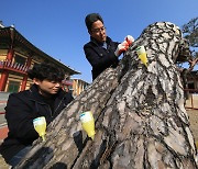 전남도 "소나무류 이동시 '재선충병 미감염 확인증' 지참해야"