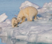 식단 바꾼 북극곰…지구온난화에 적응 중?