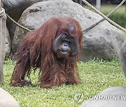 INDONESIA ANIMALS ORANGUTAN BIRTHDAY