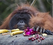 INDONESIA ANIMALS ORANGUTAN BIRTHDAY