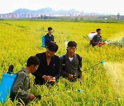 가을 추수 앞둔 북한 농촌…"논벼 비배관리를 책임적으로"