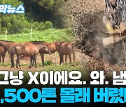 [자막뉴스] 제주 땅 파자 가축분뇨 '콸콸'…1,500t 몰래 버려