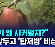 [D리포트] 냉해 · 장마 · 폭염에 탄저병…사과 생산 '반토막'