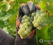 FRANCE WHITE GRAPE HARVEST