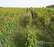 FRANCE WHITE GRAPE HARVEST