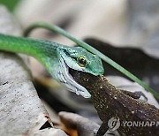 COSTA RICA BIODIVERSITY