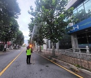 고양시 가로수 '미국흰불나방' 비상…덕양구 긴급 방제