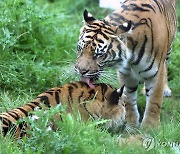 오클랜드 동물원 호랑이, 새끼 낳은 뒤 죽여…"본능적 행동"