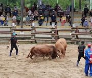 제24회 창녕 상설 민속 소힘겨루기대회 열려