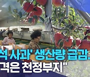 '추석 사과' 생산량 급감.. "가격은 천정부지"