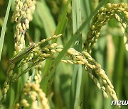 서울·전주·광주 낮 최고 31도 '아직 더움'…동해안엔 '강풍' [내일날씨]