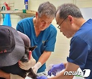 개농장에서 구조한 개들, 입양 앞두고 '심장사상충' 치료 받는다