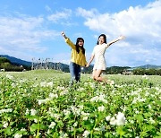 ‘메밀꽃 필 무렵’이면 강원도는 축제로 풍성