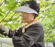 [픽! 예산] 고당도 블랙사파이어 포도 충남 예산서 첫 수확