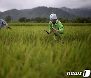 필리핀, 쌀 수급 안정화 위해 베트남과 공급 협약 추진