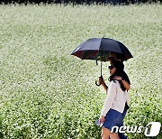 메밀꽃과 함께 추억 남기기