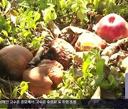 탄저병…과일값 고공 행진에도 ‘멍든 농심’