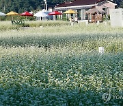 '메밀꽃 필 무렵' 평창 봉평 찾은 관광객들