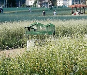 '메밀꽃 필 무렵' 평창 봉평 찾은 관광객들