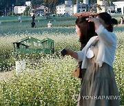 '메밀꽃 필 무렵' 평창 봉평 찾은 관광객들