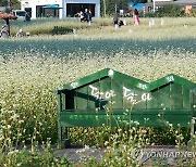 '메밀꽃 필 무렵' 평창 봉평 찾은 관광객들