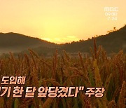 한 달 빠른 추수 식량난 해결 안간힘