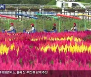 철원 고석정 꽃밭 ‘활짝’…가을 정취에 흠뻑