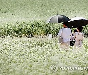 팝콘같은 메밀꽃, 울긋불긋 백일홍…전국 가을꽃밭마다 북적