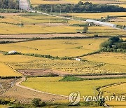 가을이 넘실대는 철원평야