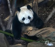 China Panda