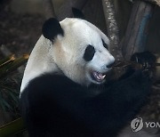 China Panda