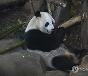 China Panda